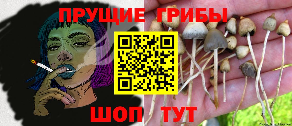 Галлюциногенные грибы мицелий Кимовск